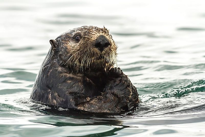 #10 Eurasian Otter