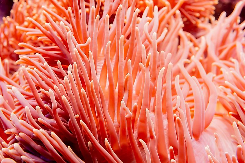 Living coral. Living coral.