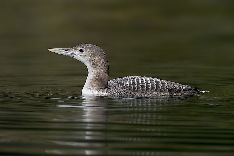 #1 Yellow-billed Loon
