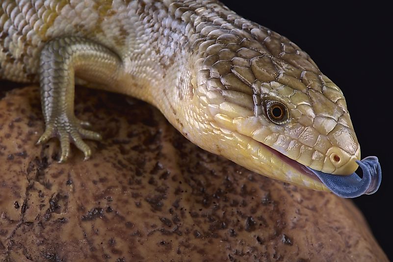 A Tanimbar blue tongue skink. A Tanimbar blue tongue skink.