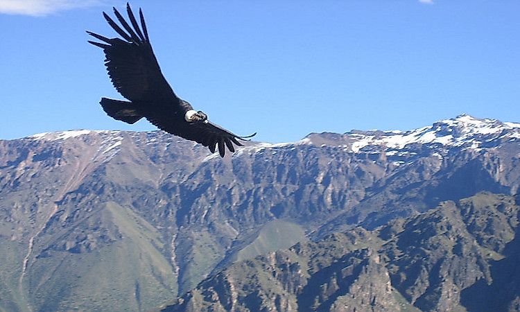 #2 Mountain Habitat And Biodiversity -