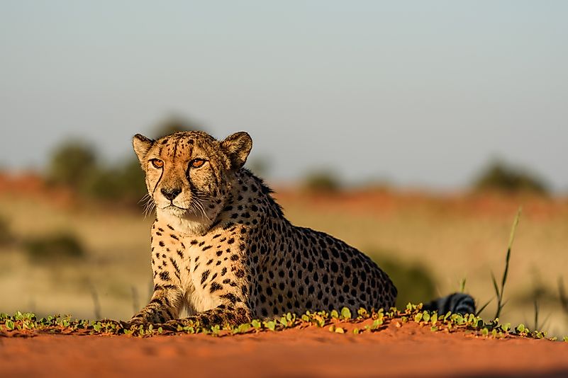 #4 Cheetah