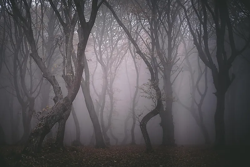 #7 Hoia-Baciu Forest
