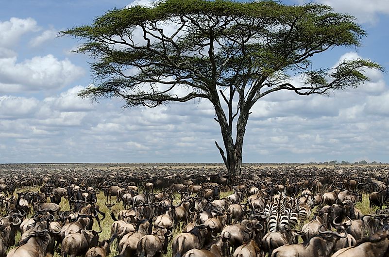 #4 Serengeti Migration