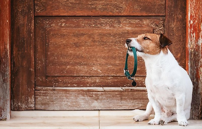 Located in Kent, at Leeds Castle, to be exact, this museum exhibits around 100 different dog collars from various parts of our history. Located in Kent, at Leeds Castle, to be exact, this museum exhibits around 100 different dog collars from various parts of our history.