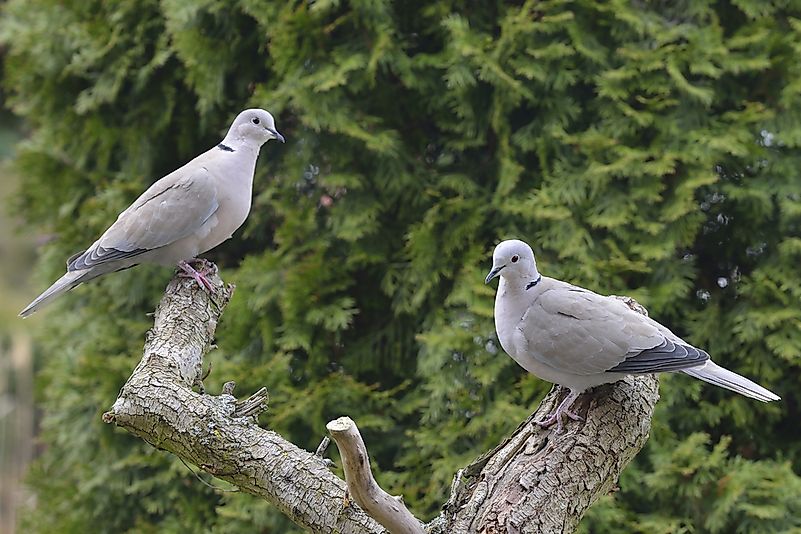 Collared Doves Collared Doves