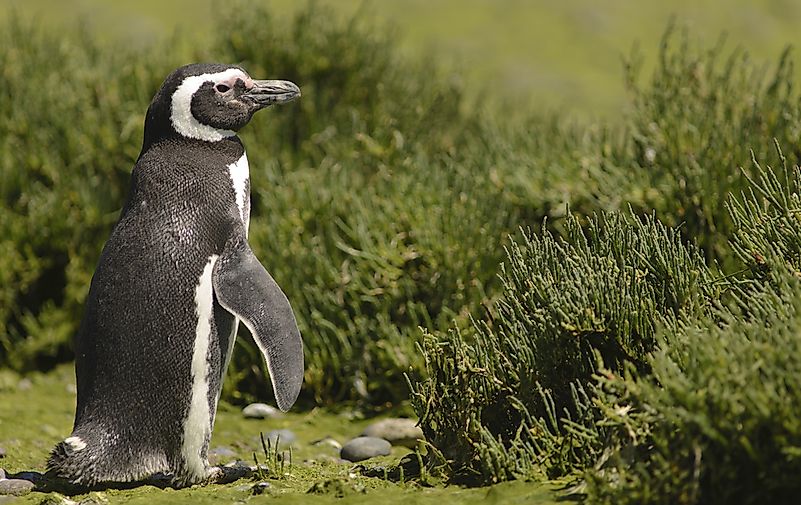 Magellanic penguin. Magellanic penguin.