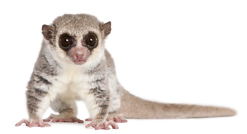#6 Fat-Tailed Dwarf Lemur