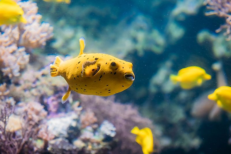 #9 Pufferfish