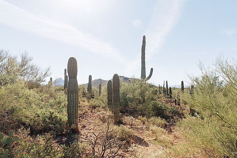 #7 Tucson, United States - Gastronomy