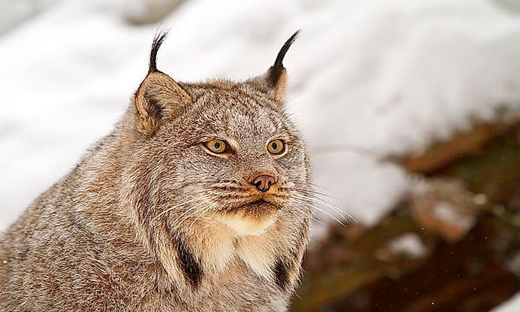 #2 Canada Lynx -