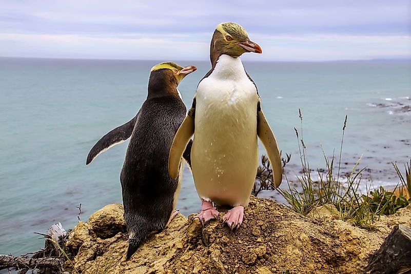 #3 Yellow-eyed Penguin