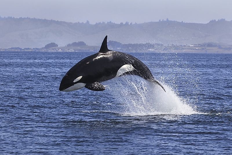 #5 Killer whale