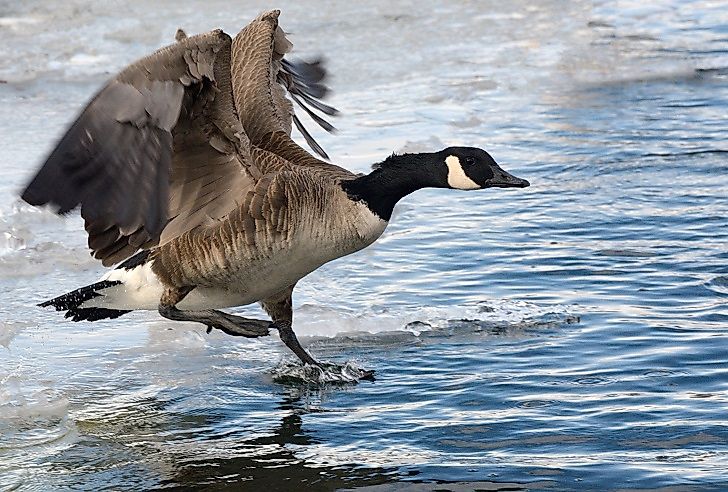 #8 Canadian Goose