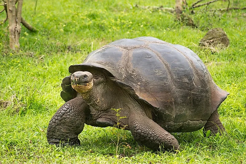 #10 Giant Galapagos Tortoise