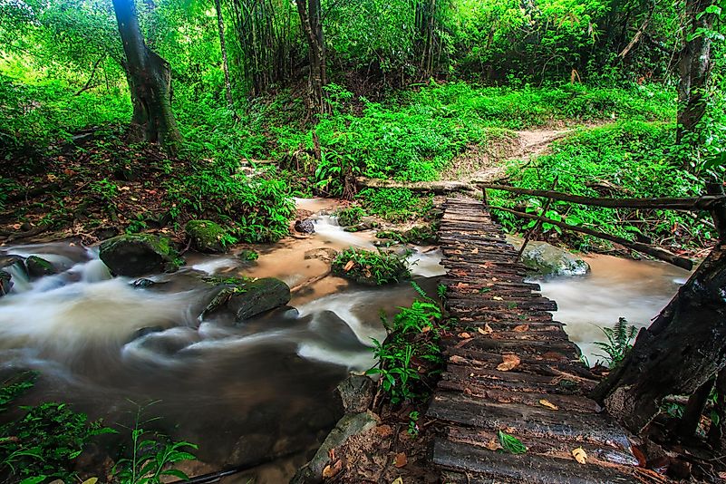 This rainforest is spread across the continent of Asia, covering Cambodia, Laos, and the Malay Peninsula. This rainforest is spread across the continent of Asia, covering Cambodia, Laos, and the Malay Peninsula.