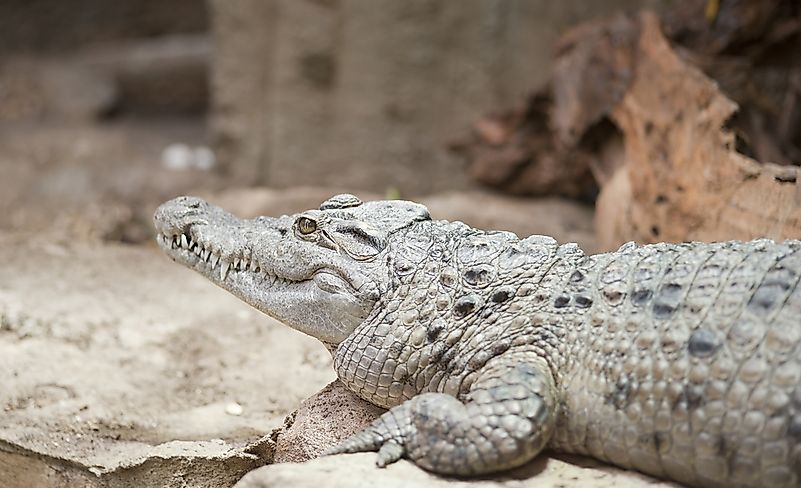 #5 Philippine Crocodile