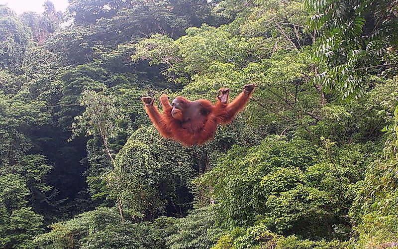 #3 Borneo And Sumatra