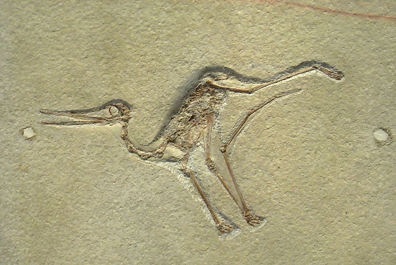 #3 Flying Reptiles Were Dinosaurs
