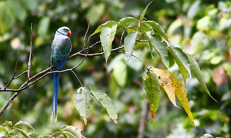 #17 Malabar Parakeet -
