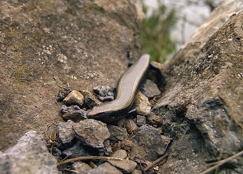 #10 Endemic Skinks
