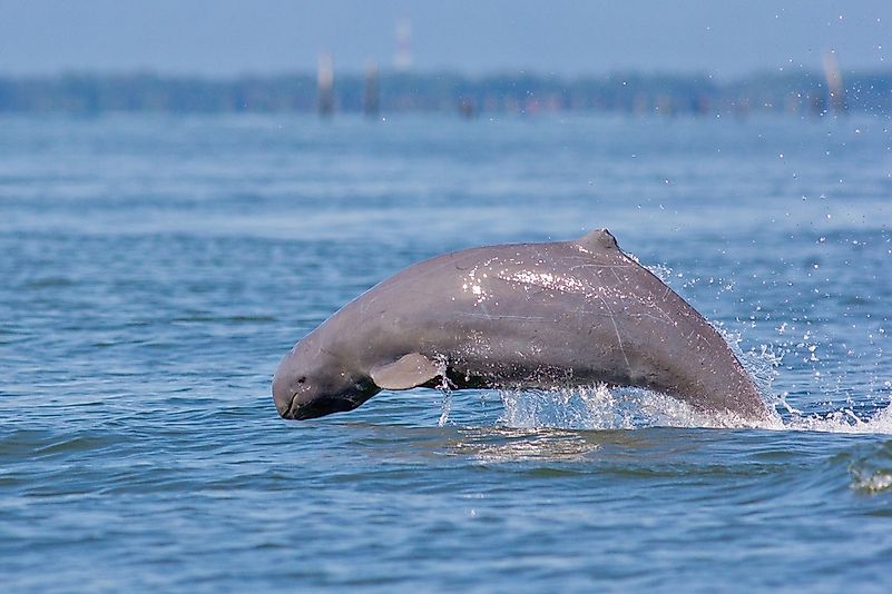 Irrawaddy Dolphin. Irrawaddy Dolphin.