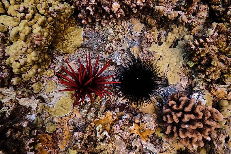 Sea urchins Sea urchins