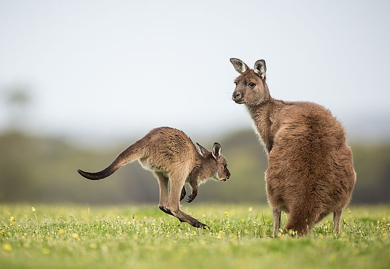 #2 Western Grey Kangaroo (Macropus fuliginosus)