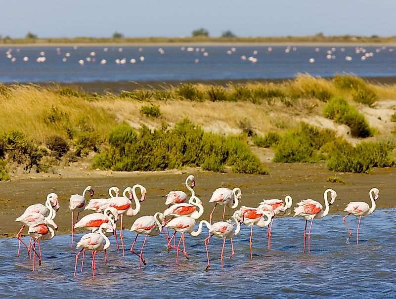 #3 Flamingos
