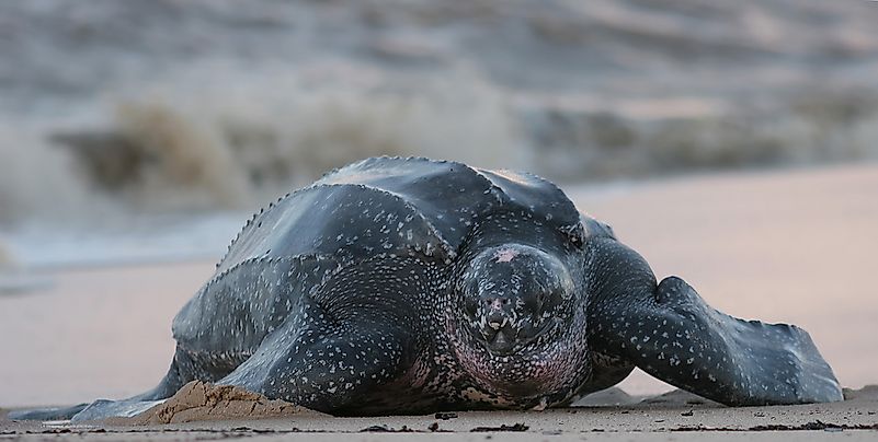 #6 Leatherback Turtle
