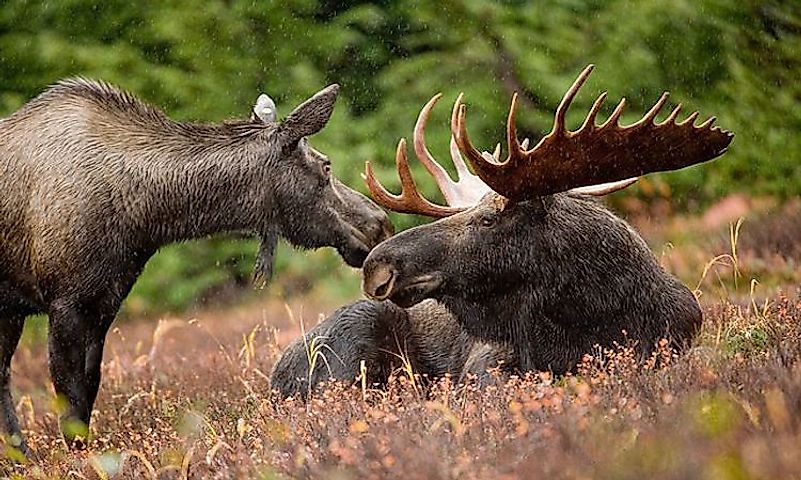 #6 Moose