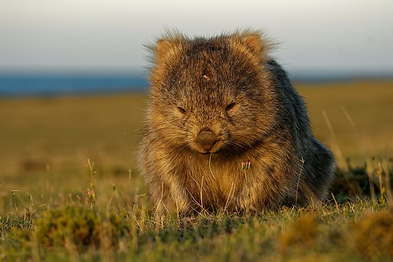 #2 Wombat