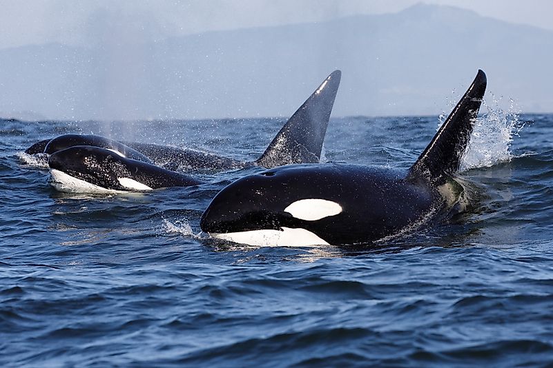 #2 Killer Whales