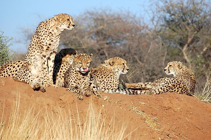 Cheetahs in Namibia. Cheetahs in Namibia.