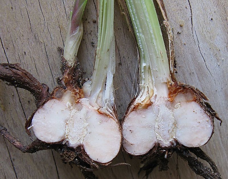 New corm growing from bud, tunic and leaves of Crocosmia. Image credit: JonRichfield/Wikimedia.org New corm growing from bud, tunic and leaves of Crocosmia. Image credit: JonRichfield/Wikimedia.org