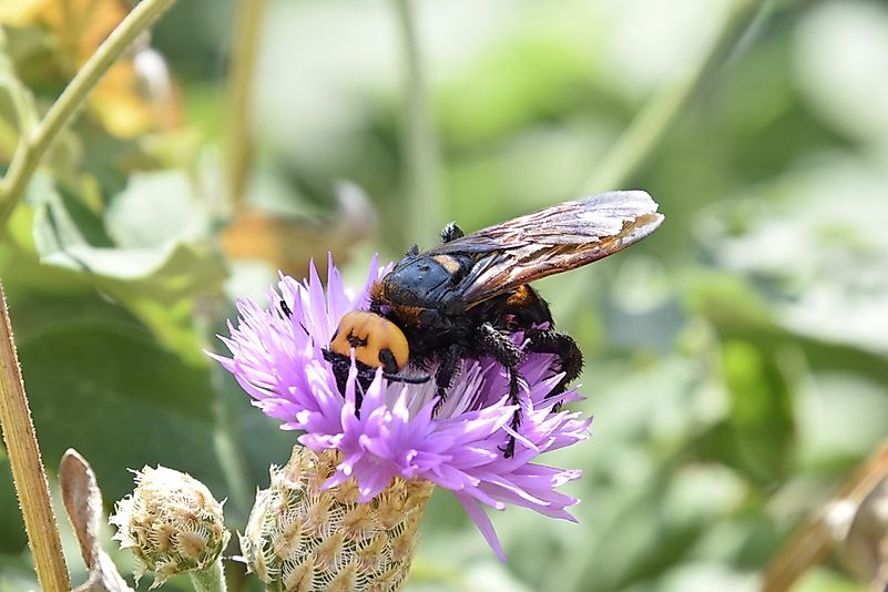 #1 Giant Scoliid Wasp