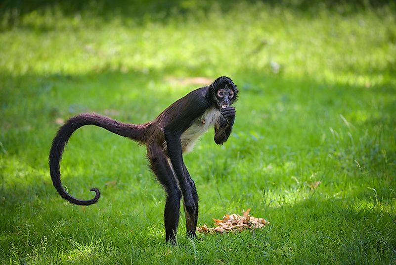 #3 Geoffroy's Spider Monkey