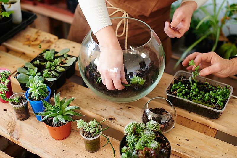 #2 Terrariums