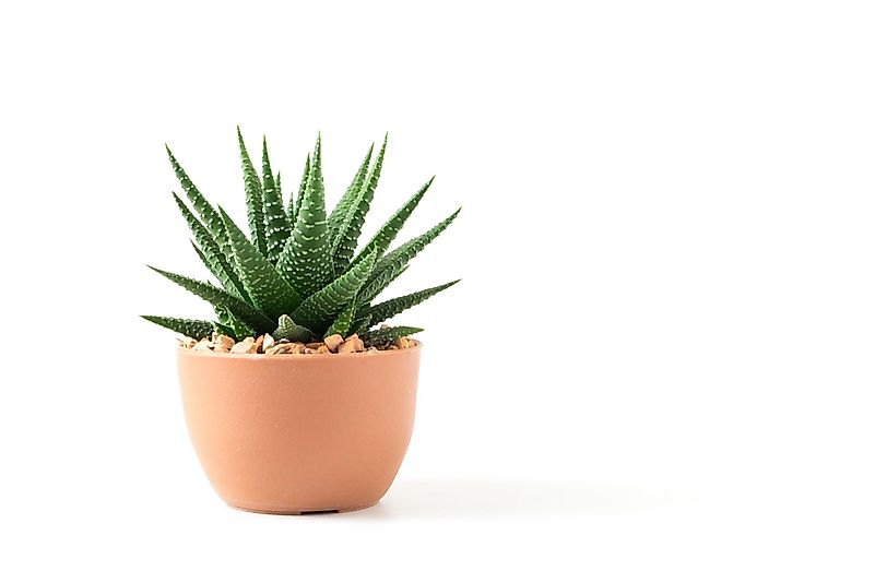 Aloe plants can also be used to treat sunburns.