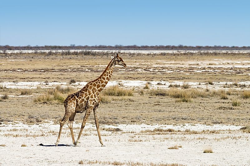 #4 Angolan Giraffe (G. c. angolensis)