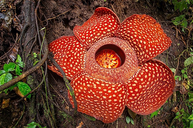 This flower is also known as the Stinking Corpse Lily. This flower is also known as the Stinking Corpse Lily.