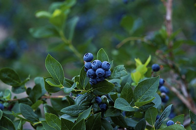 #5 New Jersey - 56.7 Million Pounds of Blueberries Produced