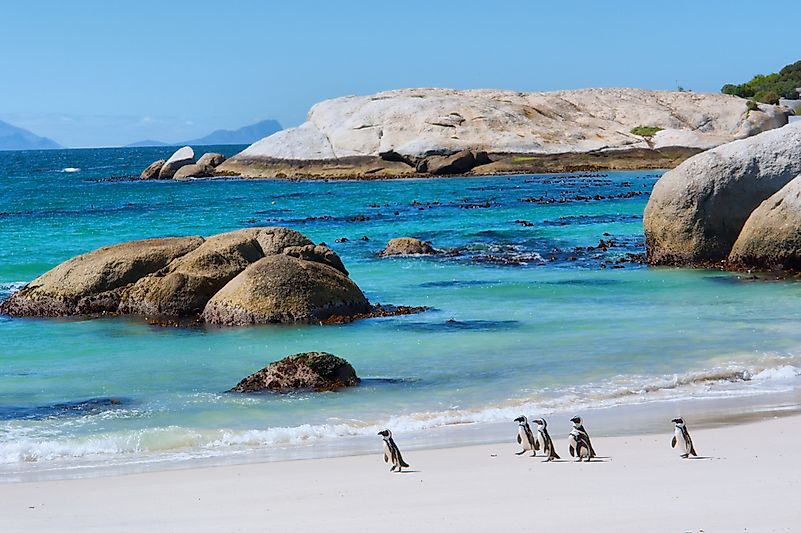#6 Boulders Beach, South Africa
