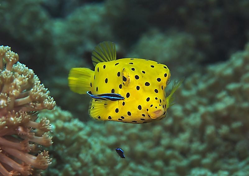 #4 Boxfish