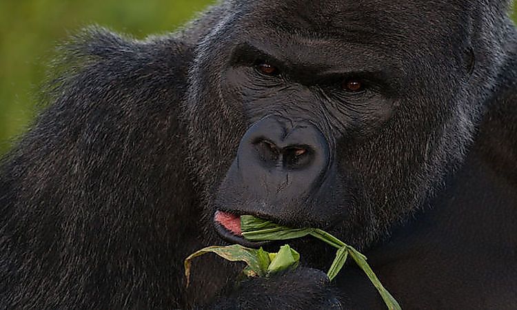 #17 Western Lowland Gorilla