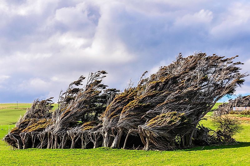 Slope Point is the southernmost point of New Zealand, and what is interesting about this place is the trees. Slope Point is the southernmost point of New Zealand, and what is interesting about this place is the trees.