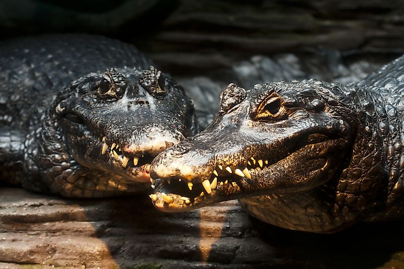Black caimans showing their teeth. Black caimans showing their teeth.