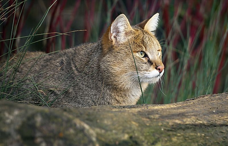 A jungle cat, an example of the Felis chaus species. A jungle cat, an example of the Felis chaus species.