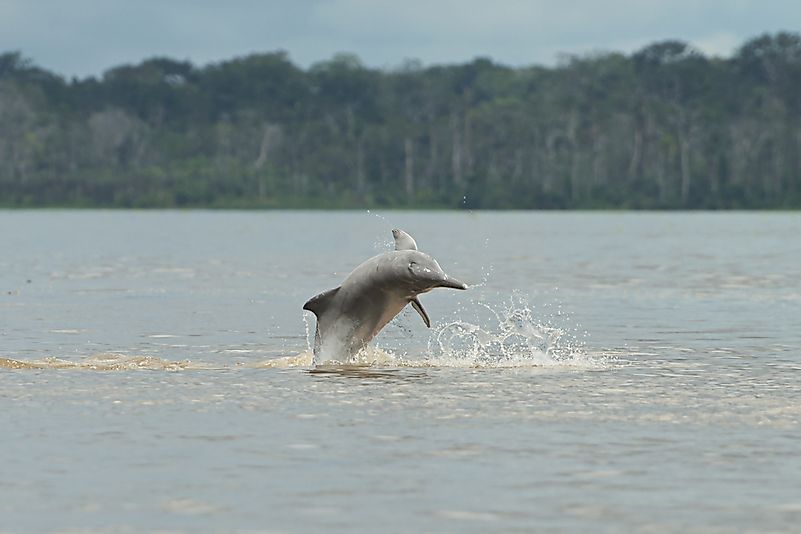 #2 Iniidae (New World River Dolphins)