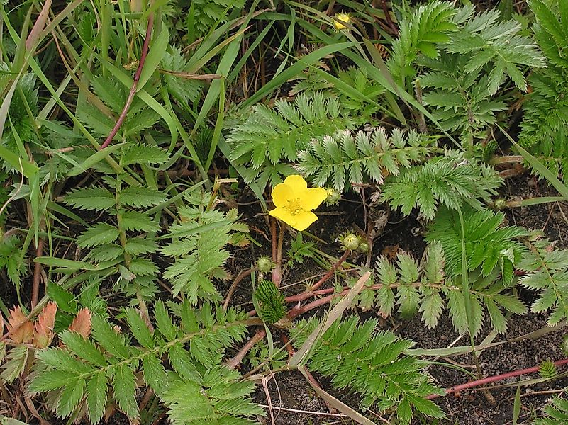 Common Silverweed (Argentina anserina) picture showing red stolons. Image credit: Rasbak/Wikimedia.org Common Silverweed (Argentina anserina) picture showing red stolons. Image credit: Rasbak/Wikimedia.org